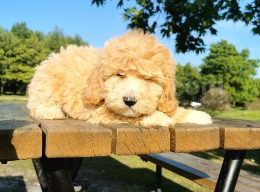 İpeksi Tüy Yapısına Sahip Maltipoo Bebeğim görsel