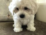 Güzelli̇kte Eşi̇ Benzeri̇ Yok Mi̇ni̇ Boy Maltese Teri̇er