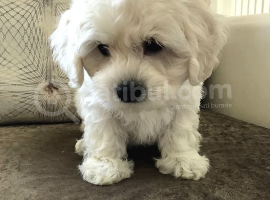 Güzelli̇kte Eşi̇ Benzeri̇ Yok Mi̇ni̇ Boy Maltese Teri̇er görsel