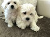 Güzelli̇kte Eşi̇ Benzeri̇ Yok Mi̇ni̇ Boy Maltese Teri̇er