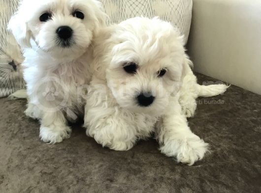 Güzelli̇kte Eşi̇ Benzeri̇ Yok Mi̇ni̇ Boy Maltese Teri̇er görsel