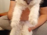 Scottish Fold Longhair