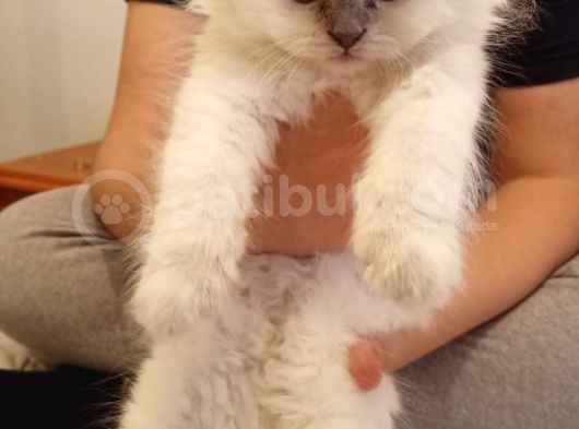 Scottish Fold Longhair görsel