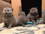 Orjinal British Shorthair Kitten