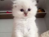 Scottish Fold Longhair