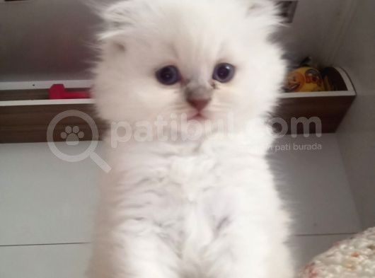 Scottish Fold Longhair
