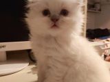Scottish Fold Longhair