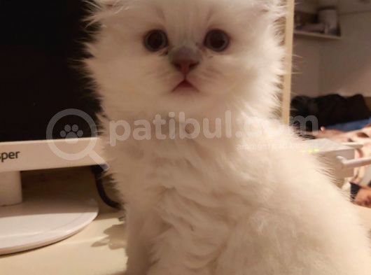 Scottish Fold Longhair görsel