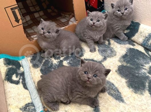 Orjinal British Shorthair Kitten görsel