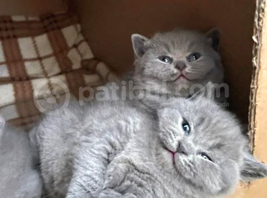 Orjinal British Shorthair Kitten görsel