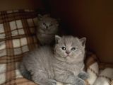 Orjinal British Shorthair Kitten