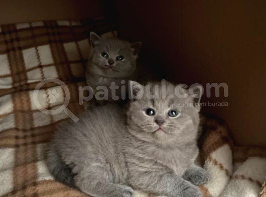 Orjinal British Shorthair Kitten