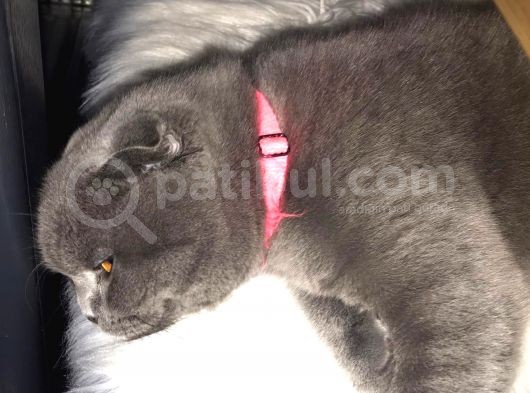8 Aylık Çok Akıllı Sevecen Oyuncu Bir Kedi Kısır Değildir görsel