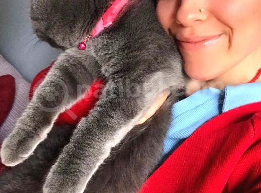 8 Aylık Çok Akıllı Sevecen Oyuncu Bir Kedi Kısır Değildir görsel