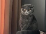 8 Aylık Çok Akıllı Sevecen Oyuncu Bir Kedi Kısır Değildir
