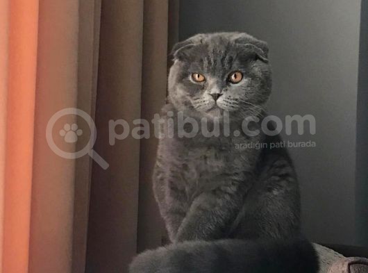 8 Aylık Çok Akıllı Sevecen Oyuncu Bir Kedi Kısır Değildir görsel