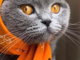 8 Aylık Çok Akıllı Sevecen Oyuncu Bir Kedi Kısır Değildir