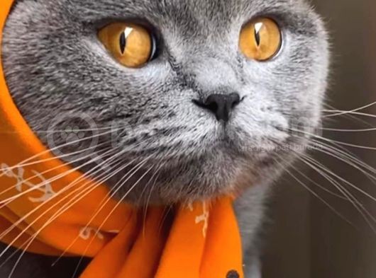 8 Aylık Çok Akıllı Sevecen Oyuncu Bir Kedi Kısır Değildir görsel