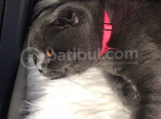8 Aylık Çok Akıllı Sevecen Oyuncu Bir Kedi Kısır Değildir