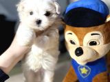 Mini Boy Maltese Sevimli Yavrular