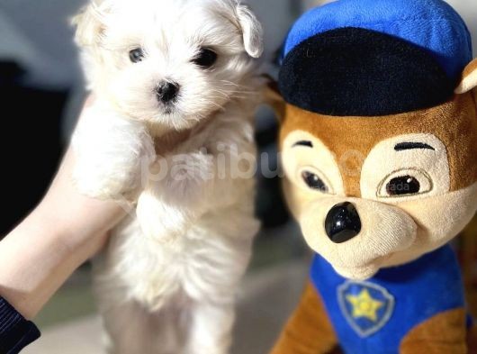 Mini Boy Maltese Sevimli Yavrular görsel