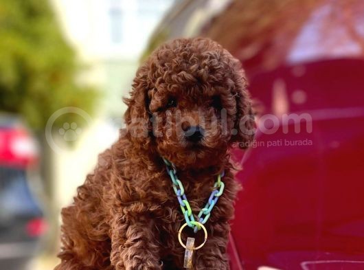 Safkan Toy Poodle Yavrularımız