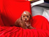 Red Brown Toy Poodle