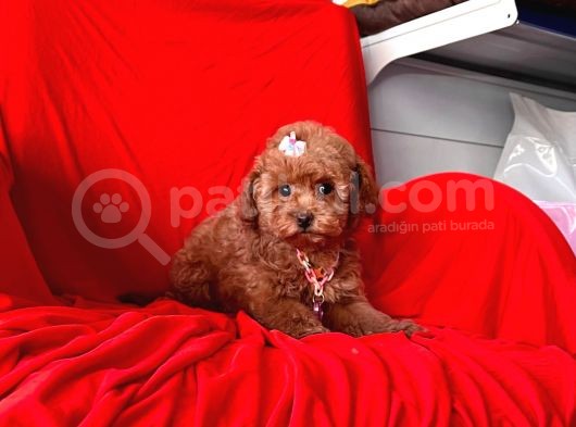 Red Brown Toy Poodle görsel