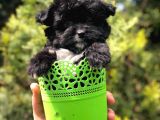 Xs Maltipoo Yavrumuz