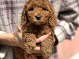 Bebek Surat Toy Poodle Yavrular