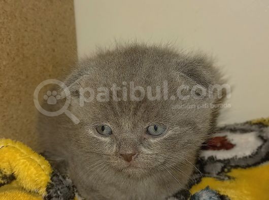 Scottish Yavru Kedilerimiz görsel