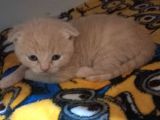Scottish Yavru Kedilerimiz