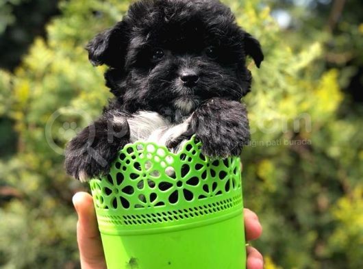 Xs Maltipoo Yavrumuz görsel