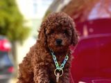 Red Brown Toy Poddle