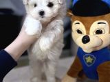 Mini Boy Maltese Sevimli Yavrular