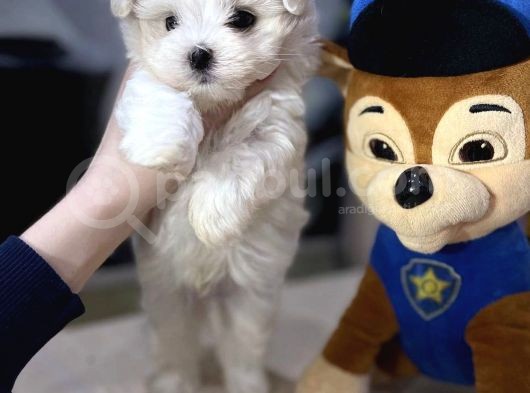 Mini Boy Maltese Sevimli Yavrular