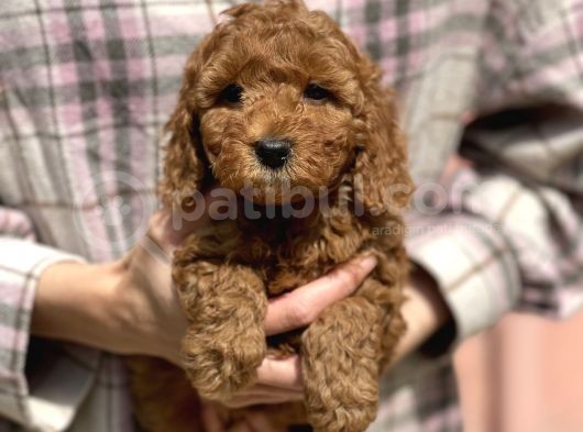 Bebek Surat Toy Poodle Yavrular