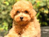 Toy Poodle Üst Kali̇te Bebekler