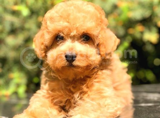 Toy Poodle Üst Kali̇te Bebekler