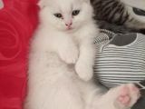 Benimle Yaşamak Istermisin