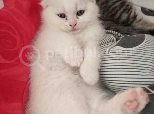 Benimle Yaşamak Istermisin