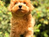 Toy Poodle Üst Kali̇te Bebekler