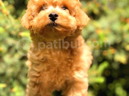 Toy Poodle Üst Kali̇te Bebekler görsel