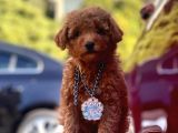 Orjinal Toy Poodle