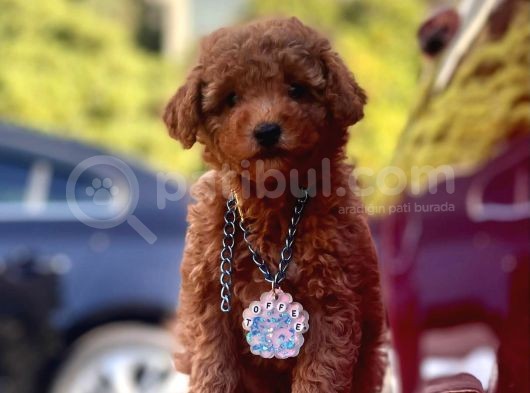 Orjinal Toy Poodle görsel
