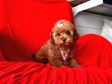 Red Brown Toy Poodle