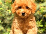 Üst Kali̇te Toy Poodle Yavrular