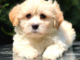 En Güzel Maltipoo Yavrularımız