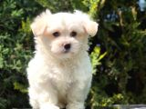 İkizlerimizin En Tatlısı Maltipoo Yavrumuz