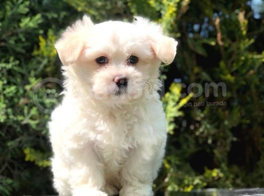 İkizlerimizin En Tatlısı Maltipoo Yavrumuz görsel